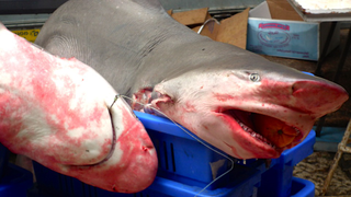 Grooveshark Will Soon Be Destroyed